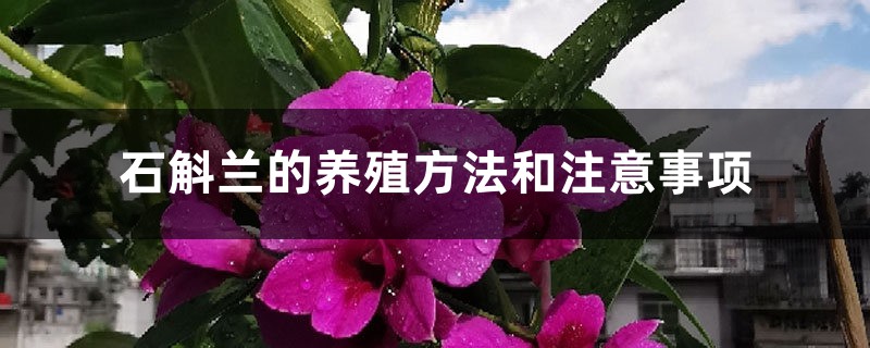 石斛兰的养殖方法和注意事项 石斛兰的养殖方法和注意事项