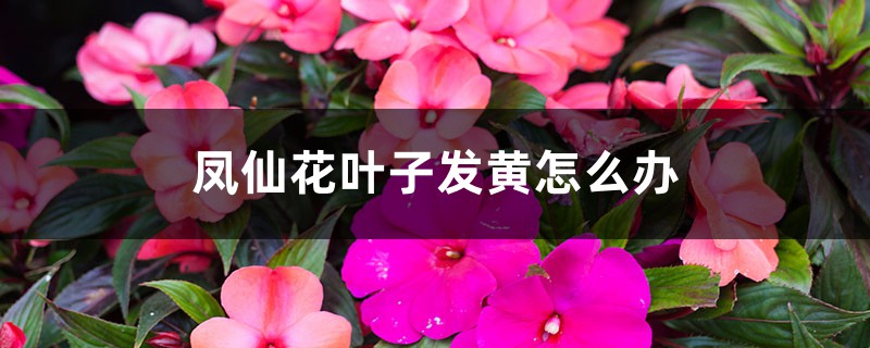 凤仙花叶子发黄怎么办 凤仙花叶子发黄怎么办