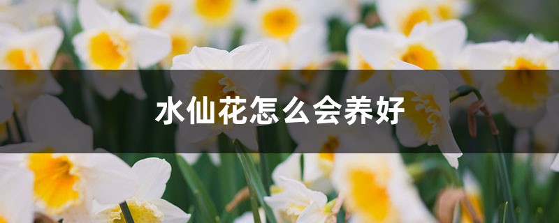 水仙花怎么会养好 水仙花怎么会养好