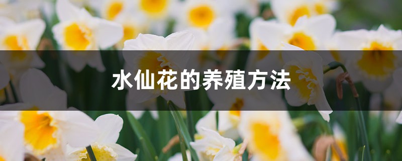 水仙花的养殖方法 水仙花的养殖方法