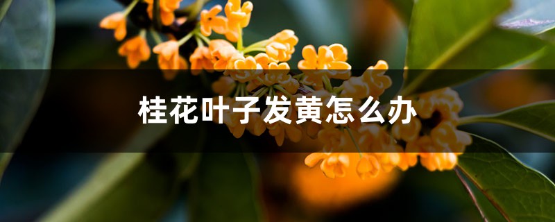 桂花叶子发黄怎么办 桂花叶子发黄怎么办