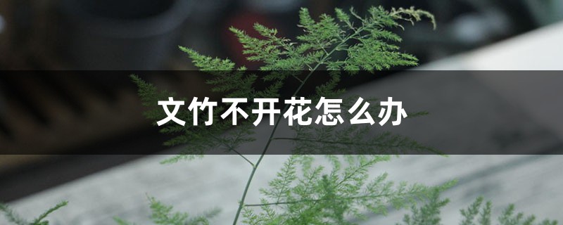 文竹不开花怎么办 文竹不开花怎么办