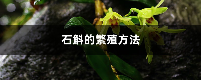 石斛的繁殖方法 石斛的繁殖方法