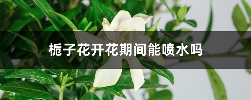 栀子花开花期间能喷水吗