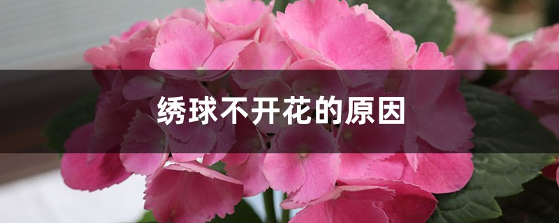 绣球不开花的原因 绣球不开花的原因