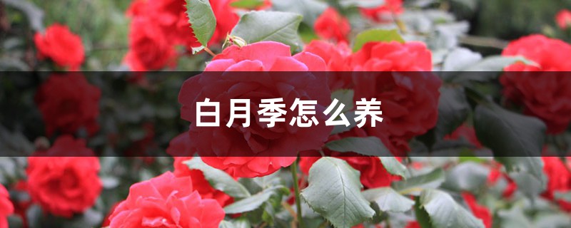 白月季怎么养 白月季怎么养