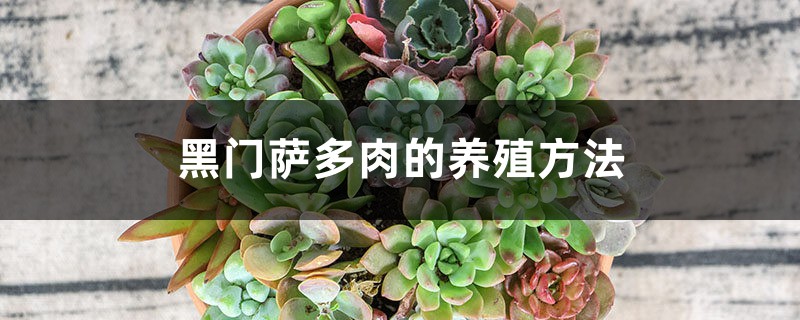黑门萨多肉的养殖方法 黑门萨多肉的养殖方法