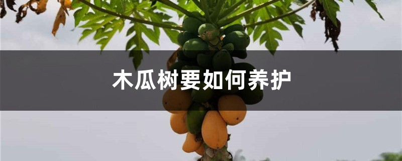 木瓜树要如何养护 木瓜树要如何养护