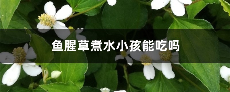 鱼腥草煮水小孩能吃吗 鱼腥草煮水小孩能吃吗