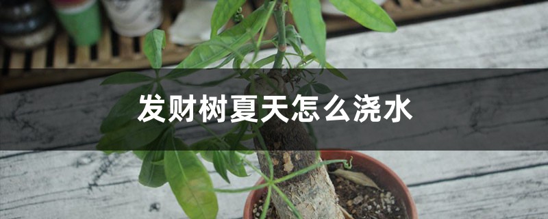 发财树夏天怎么浇水