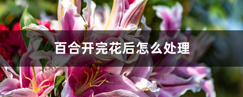 百合开完花后怎么处理 百合开完花后怎么处理
