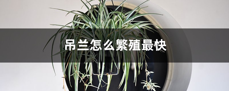 吊兰怎么繁殖最快 吊兰怎么繁殖最快