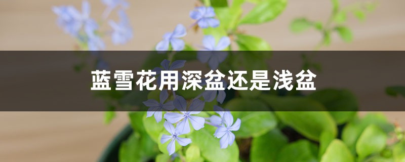 蓝雪花用深盆还是浅盆 蓝雪花用深盆还是浅盆