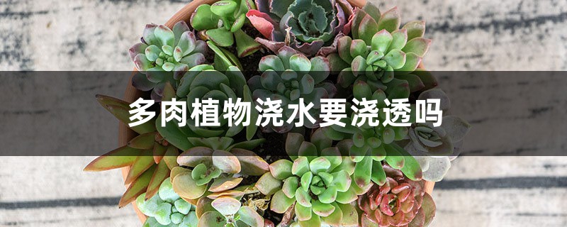 多肉植物浇水要浇透吗 多肉植物浇水要浇透吗