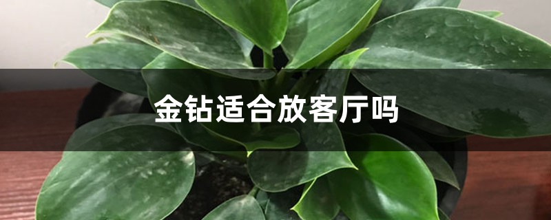 金钻适合放客厅吗 金钻适合放客厅吗