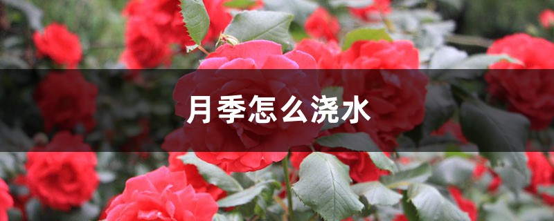 月季怎么浇水