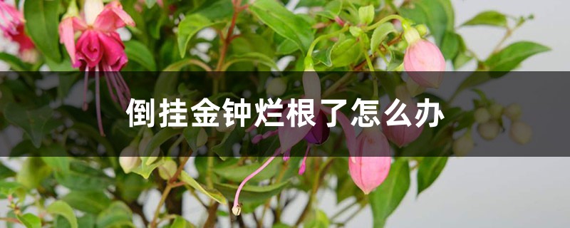 倒挂金钟烂根了怎么办 倒挂金钟烂根了怎么办
