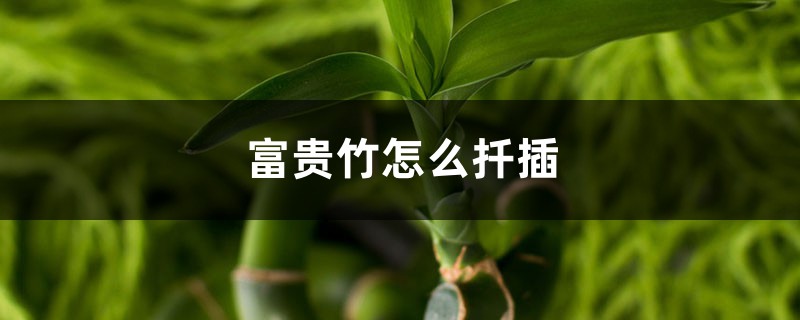 富贵竹怎么扦插