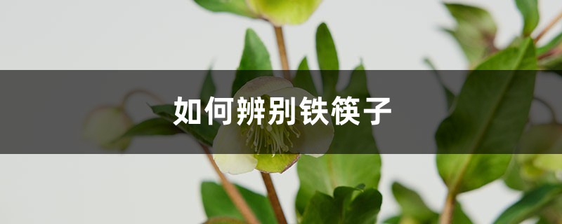 如何辨别铁筷子 如何辨别铁筷子