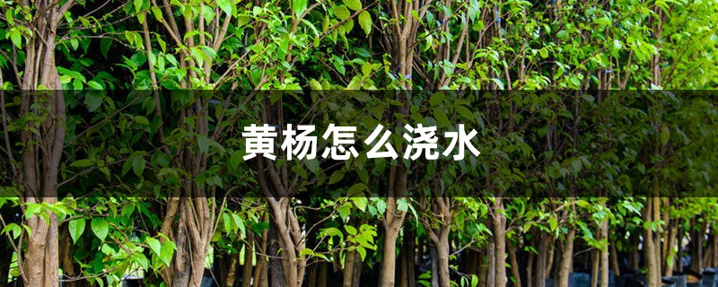 黄杨怎么浇水 黄杨怎么浇水