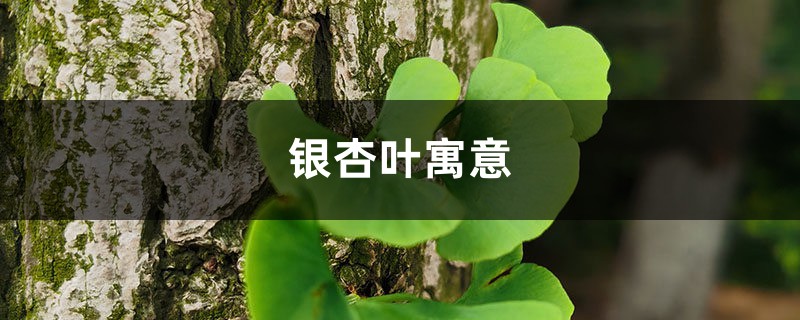银杏叶寓意 银杏叶寓意