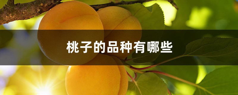 桃子的品种有哪些 桃子的品种有哪些