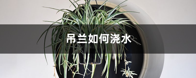吊兰如何浇水 吊兰如何浇水