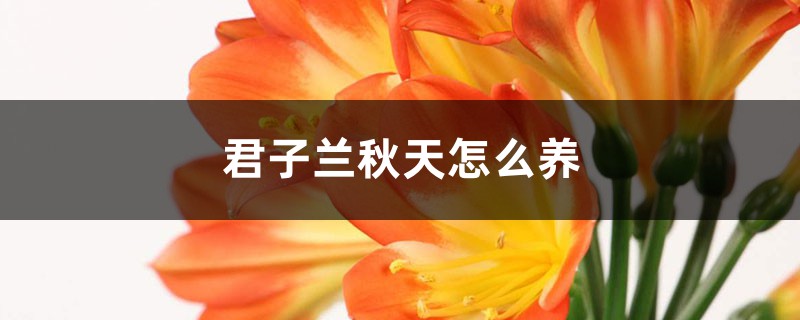 君子兰秋天怎么养 君子兰秋天怎么养
