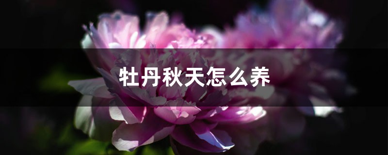 牡丹秋天怎么养 牡丹秋天怎么养