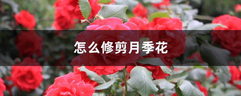 怎么修剪月季花