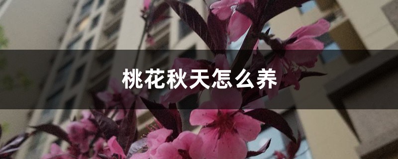 桃花秋天怎么养 桃花秋天怎么养