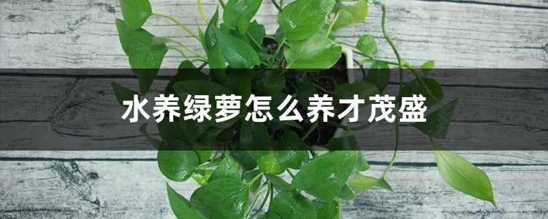 水养绿萝怎么养才茂盛,放啥长得快 水养绿萝怎么养才茂盛,放啥长得快