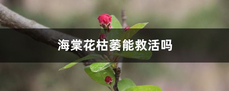 海棠花枯萎能救活吗,需要剪枝吗 海棠花枯萎能救活吗,需要剪枝吗