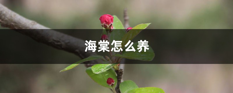 海棠怎么养,盆栽有什么注意事项 海棠怎么养,盆栽有什么注意事项