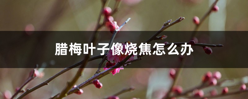 腊梅叶子像烧焦怎么办,枯萎有救吗 腊梅叶子像烧焦怎么办,枯萎有救吗