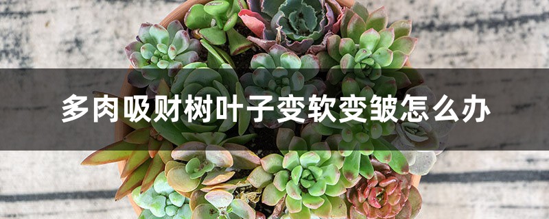 多肉吸财树叶子变软变皱怎么办 多肉吸财树叶子变软变皱怎么办