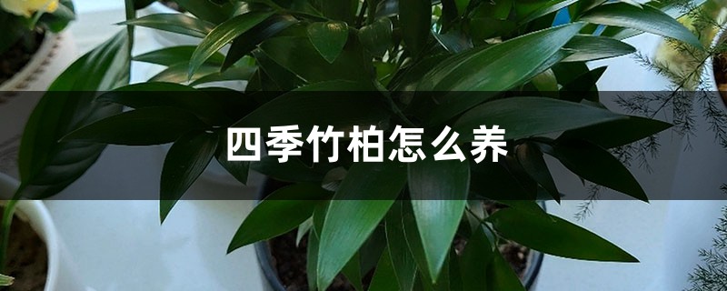 四季竹柏怎么养 四季竹柏怎么养