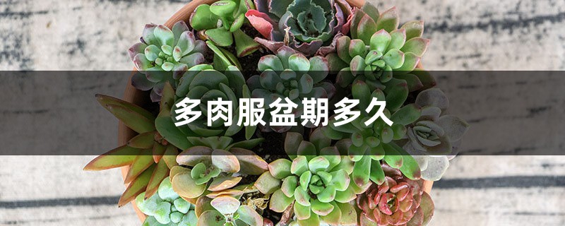 多肉服盆期多久 多肉服盆期多久