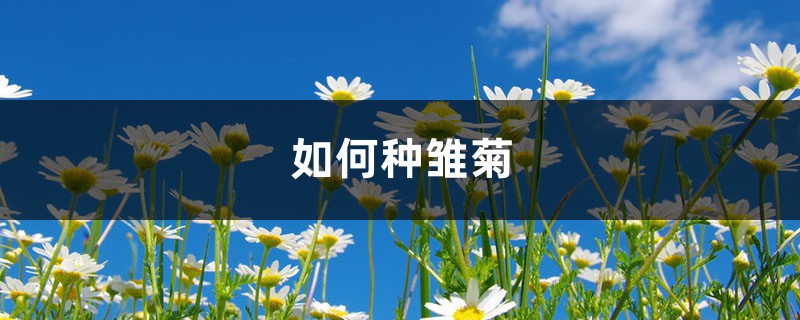 如何种雏菊