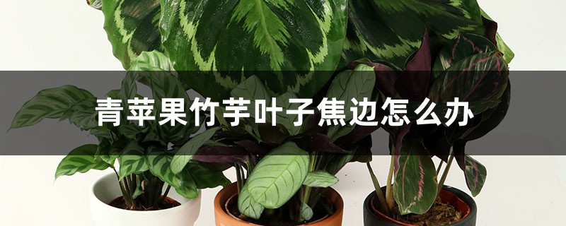 青苹果竹芋叶子焦边怎么办 青苹果竹芋叶子焦边怎么办