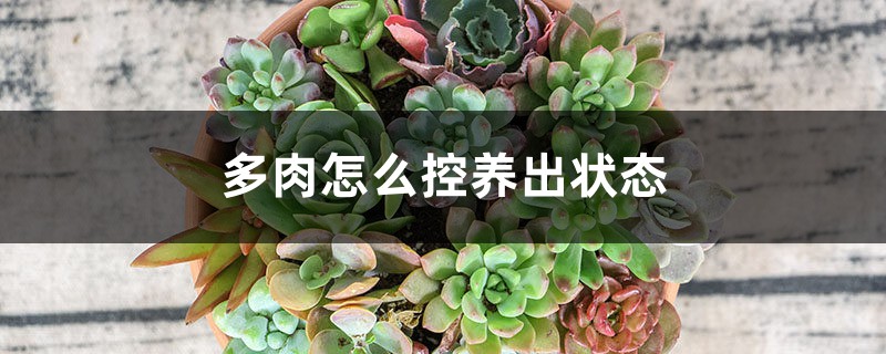 多肉怎么控养出状态 多肉怎么控养出状态