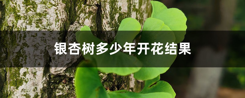 银杏树多少年开花结果 银杏树多少年开花结果