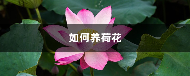 如何养荷花 如何养荷花