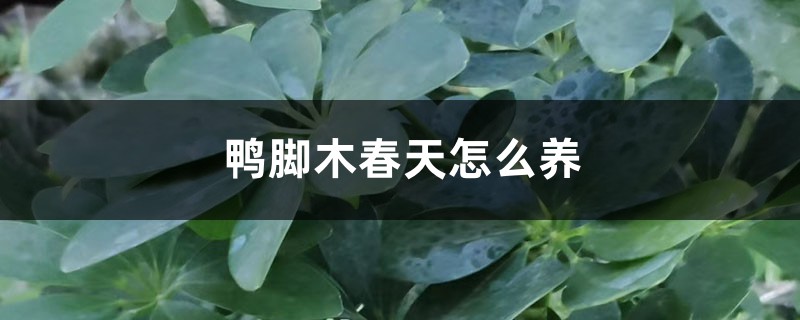鸭脚木春天怎么养 鸭脚木春天怎么养
