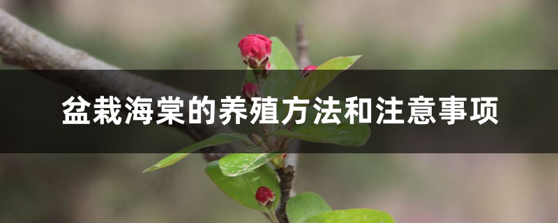 盆栽海棠的养殖方法和注意事项 盆栽海棠的养殖方法和注意事项