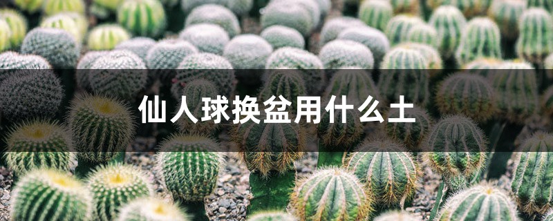 给“仙人球”换盆，用上这个小技巧，能养10年还开花！