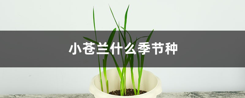 小苍兰什么季节种