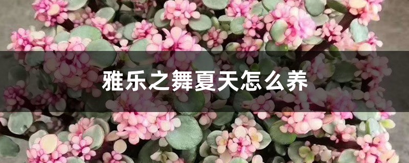 雅乐之舞夏天怎么养，应该怎么浇水