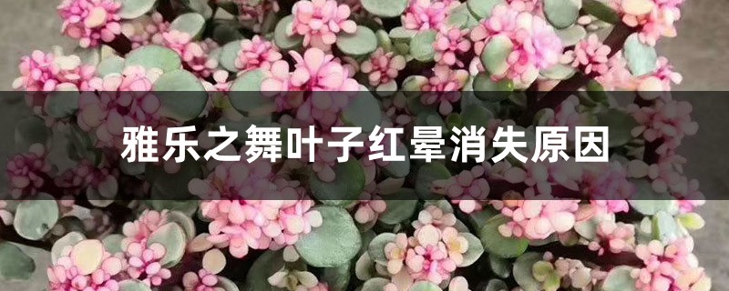 雅乐之舞叶子红晕消失,叶子变绿怎么办 雅乐之舞叶子红晕消失,叶子变绿怎么办