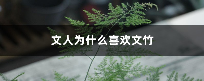 文人为什么喜欢文竹 文人为什么喜欢文竹